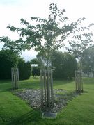 Ichihara Papakura Association