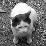 ������Ӹ��ǭ��