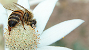 Natural  BEEKEEPING