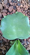 Bryophyllum pinnatum