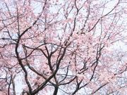 大阪市立阪南小学校
