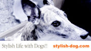 Stylish Life with Dogs!!