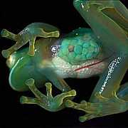 【Glass Frog】