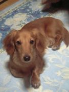 �ڥåȼ̿���