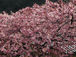 TSOMEIYOSHINO