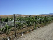 TONY��MARCUS��STEVE