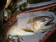 �ֱ���ե饤�ե��å��� �ѥ�