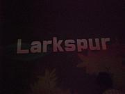 Larkspur