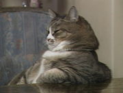 ���δޤߤ�̵���Ǥ�