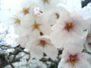 ����ܾ��ع�