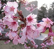 褦β