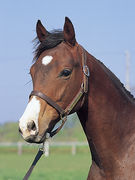 Ķ����Ф졪�����륯�����ꥢ��