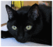 黒猫好き（＠＿＠）