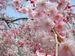 桜をテングス病から救おう！