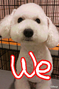 Poodleʡ󽸤ޤ!!!