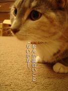 ��ʬ�����Ƕ��β˿�(`���ء���)