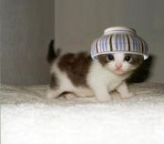 ��̳���ϲ�ͤε��ۤʥ��ߥ�