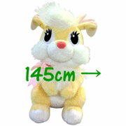 ��Ĺ145cm �� 150cm