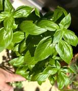 ハーブとわたし