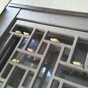 田舎者の集い