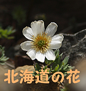 北海道の花