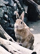 こおろぎゆきこ