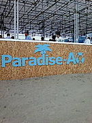 paradiseAO 