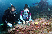 沖縄の海に無料で珊瑚を植える！