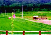 田舎風景