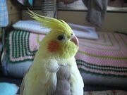 ��irds��Ļ�ν��¥饤��