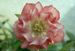 Hellebores