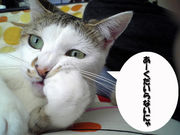 ��⥦���륹