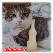 �ѥԥ��ߥ�˥ƥ�