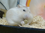 in Kansai
