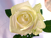 ���ˤ���̾�Ų����ߥʡ�