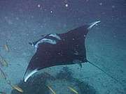 MANTA