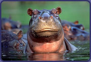 Friends of the crazy Hippo