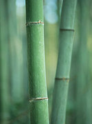 ���ե�-Bamboo
