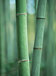 ե-Bamboo