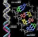 人の設計図　DNA　ヒトゲノム