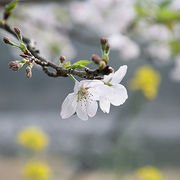 桜のある風景