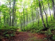 Forest Philosophy ů