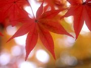 ��ܹ⹻�饰�ӡ���