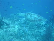 ��ͤ���Υ����ӥ�