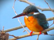 やあ〜カワセミ君！