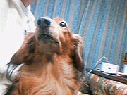 �����ߤ�Υ������Ϥ������첽