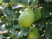 ����ե롼�ĸ���Ѱ���