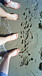 �ʤ�ӣ���