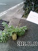 �ɺ�����������ͧ�β�