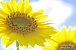 ��summer breeze��